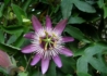 Kép 1/2 - Passiflora violacea / Lilás piros golgotavirág