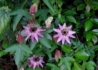 Kép 2/2 - Passiflora violacea / Lilás piros golgotavirág