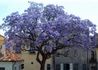 Kép 1/6 - Paulownia tomentosa / Nagylevelű császárfa