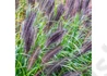 Kép 2/2 - Pennisetum alopecuroides Black Beauty / Fekete virágú tollborzfű
