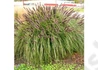 Kép 1/2 - Pennisetum alopecuroides Black Beauty / Fekete virágú tollborzfű