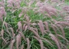 Kép 2/2 - Pennisetum alopecuroides Flamingo / Keleti tollborzfű