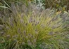 Kép 1/2 - Pennisetum alopecuroides Viridescens / Évelő tollborzfű