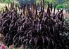 Kép 1/5 - Pennisetum glaucum Purple Majesty / Indiai Díszköles