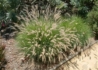 Kép 1/4 - Pennisetum orientale / Keleti tollborzfű