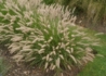 Kép 2/4 - Pennisetum orientale / Keleti tollborzfű