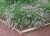 Kép 4/4 - Pennisetum orientale / Keleti tollborzfű