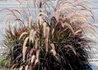 Kép 2/3 - Pennisetum setaceum Rubrum / Bordólevelű tolborzfű