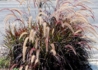 Kép 2/3 - Pennisetum setaceum Rubrum / Bordólevelű tolborzfű