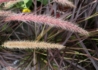 Kép 3/3 - Pennisetum setaceum Rubrum / Bordólevelű tolborzfű