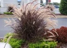 Kép 1/3 - Pennisetum setaceum Rubrum / Bordólevelű tolborzfű