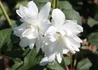 Kép 1/2 - Philadelphus coronarius Snowflake /  Teltvirágú Jezsámen
