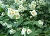 Kép 1/3 - Philadelphus coronarius / Közönséges illatos jezsámen
