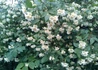 Kép 2/3 - Philadelphus coronarius / Közönséges illatos jezsámen