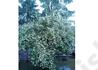 Kép 3/3 - Philadelphus coronarius / Közönséges illatos jezsámen