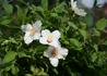 Kép 2/3 - Philadelphus purpureo maculatus Belle Etoile / Törpe jezsámen