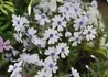 Kép 1/2 - Phlox subulata bavaria / Árlevelű lángvirág 
