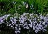 Kép 2/2 - Phlox subulata bavaria / Árlevelű lángvirág