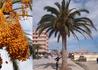 Kép 1/3 - Phoenix canariensis / Kanári datolyapálma Főnixpálma