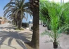Kép 2/3 - Phoenix canariensis / Kanári datolyapálma Főnixpálma