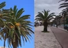 Kép 3/3 - Phoenix canariensis / Kanári datolyapálma Főnixpálma