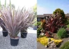 Kép 1/2 - Phormium tenax Purpureum / Újzélandi liliom, vászonfű