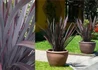 Kép 2/2 - Phormium tenax Purpureum / Újzélandi liliom
