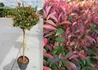 Kép 1/2 - Photinia Fraseri Carre Rouge / Korallberkenye Compacta