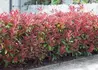 Kép 1/3 - Photinia Fraseri Red Robin / Korallberkenye