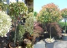 Kép 2/2 - Photinia Fraseri Red Robin / Korallberkenye