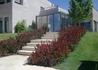 Kép 3/3 - Photinia Fraseri Little Red Robin / Törpe Korallberkenye