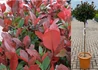 Kép 1/2 - Photinia Fraseri Little Red Robin / Törpe Korallberkenye