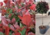 Kép 1/2 - Photinia Fraseri Little Red Robin / Törpe Korallberkenye