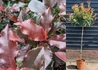 Kép 1/2 - Photinia x fraseri Magical Volcano / Korallberkenye
