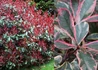 Kép 2/3 - Photinia x fraseri Pink Marble / Tarka Korallberkenye