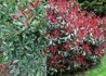 Kép 3/3 - Photinia x fraseri Pink Marble / Tarka Korallberkenye