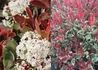Kép 2/3 - Photinia x fraseri Pink Marble / Tarka Korallberkenye