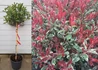 Kép 1/3 - Photinia x fraseri Pink Marble / Tarka Korallberkenye