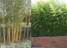 Kép 2/4 - Phyllostachys aureosulcata / Kínai aranycsíkos bambusz