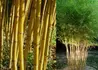Kép 3/4 - Phyllostachys aureosulcata / Kínai aranycsíkos bambusz