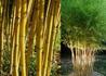 Kép 3/4 - Phyllostachys aureosulcata / Kínai aranycsíkos bambusz