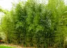 Kép 4/4 - Phyllostachys aureosulcata / Kínai aranycsíkos bambusz