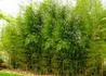 Kép 4/4 - Phyllostachys aureosulcata / Kínai aranycsíkos bambusz