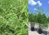 Kép 2/2 - Phyllostachys bissetii / Sövénybambusz