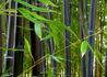 Kép 2/3 - Phyllostachys nigra / Fekete bambusz