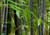 Kép 2/3 - Phyllostachys nigra / Fekete bambusz