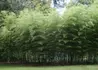 Kép 3/3 - Phyllostachys nigra / Fekete bambusz