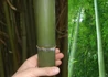 Kép 1/2 - Phyllostachys viridis / Zöldszárú óriásbambusz