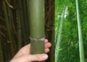Kép 1/2 - Phyllostachys viridis / Zöldszárú óriásbambusz