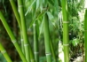 Kép 2/2 - Phyllostachys viridis / Zöldszárú óriásbambusz